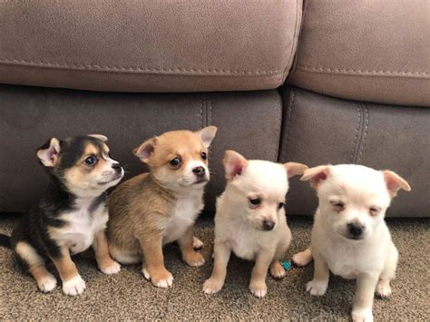 pomchi puppies for sale in nc|pomeranian puppy for sale gumtree.